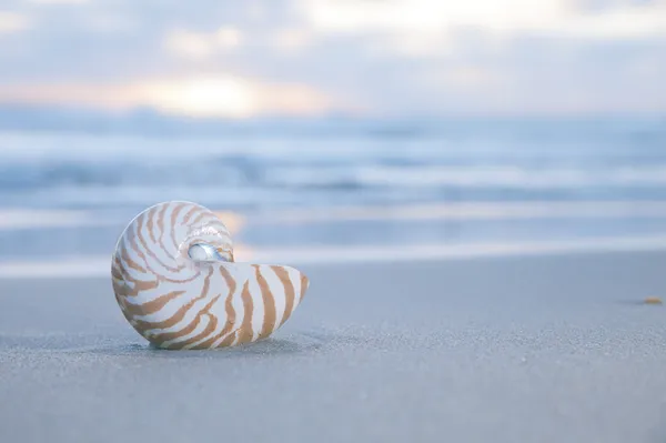 Nautilusschelp op strand, bleke sunrise licht en tropische zee — Stockfoto