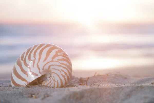 ビーチ、日の出、熱帯の海の上のオウムガイの殻 — ストック写真