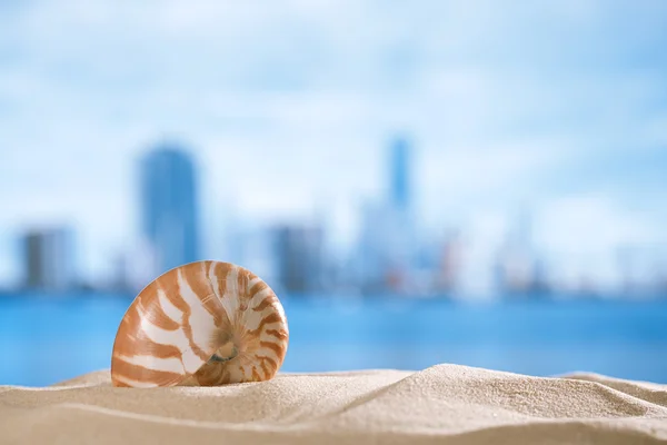 Nautilus-Muschel mit Meer, Strand und Meereslandschaft, flach — Stockfoto