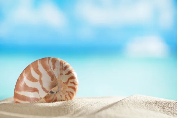 Nautilus shell with ocean, beach and seascape, shallow dof — стоковое фото