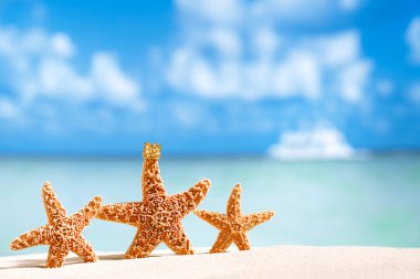 Starfish with ocean , beach and seascape clipart