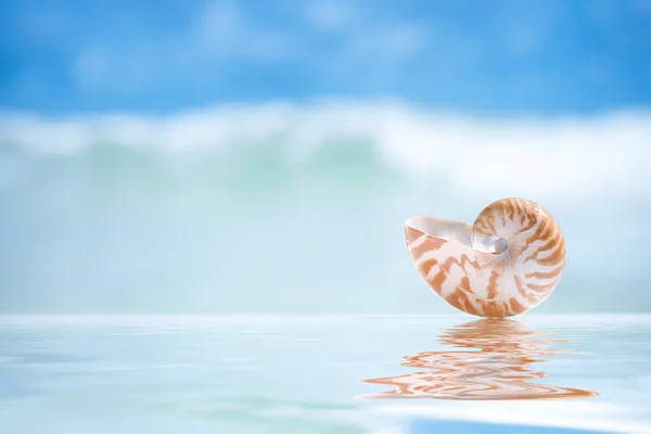 Small nautilus shell and reflection with ocean, wave and seasca — Stock Photo, Image
