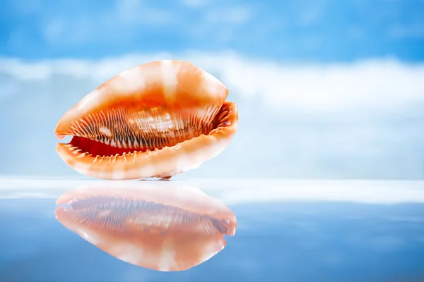 Seashell and reflection with ocean, wave and seascape — Stock Photo, Image