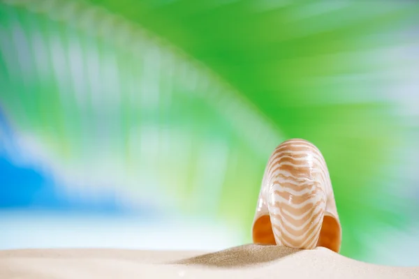 Nautilus shell with palm leaf , beach and seascape, shallow dof — Stock Photo, Image