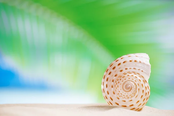 Nautilus shell with ocean , beach and seascape, shallow dof — Stock Photo, Image