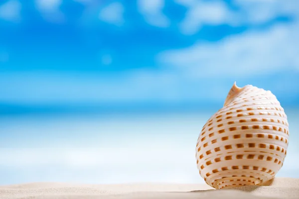 Nice seashell with ocean , beach and seascape, shallow dof — Stock Photo, Image