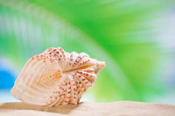 Clam zeeschelp met zee, strand en zeegezicht, ondiep dof — Stockfoto