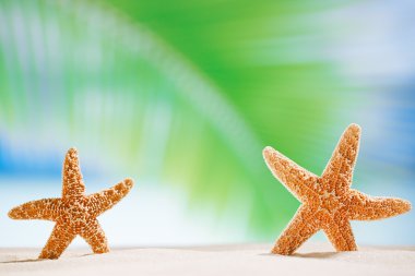 Starfish shells on the ocean beach and seascape clipart