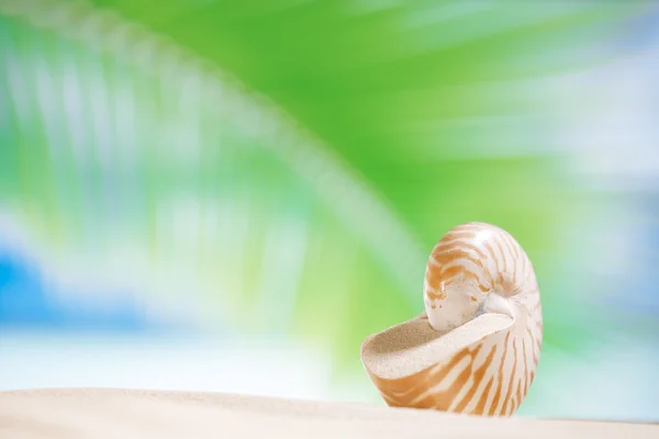 Guscio del Nautilus con foglia di palma, spiaggia e mare, dof poco profondo — Foto Stock