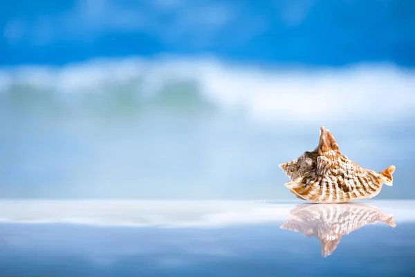 Skjell og refleksjon med hav, bølge og sjøbunn – stockfoto