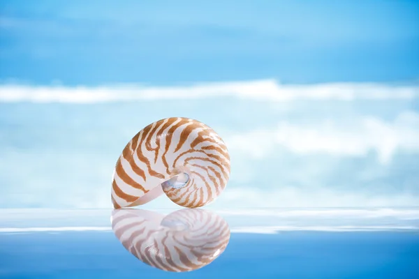 Kleine Nautilus-Muschel und Spiegelung mit Meer, Welle und Meer — Stockfoto