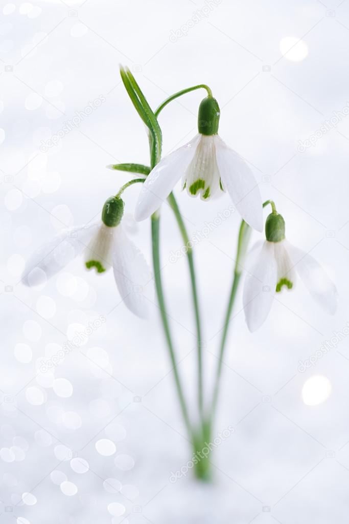Three lovely snowdrop flowers soft focus