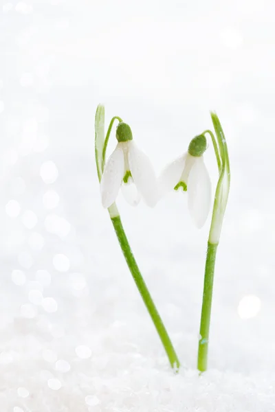 Duas lindas flores de neve foco suave, na neve do estúdio branco — Fotografia de Stock