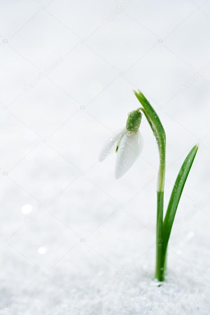 Snowdrop flower on white studio snow, soft focus