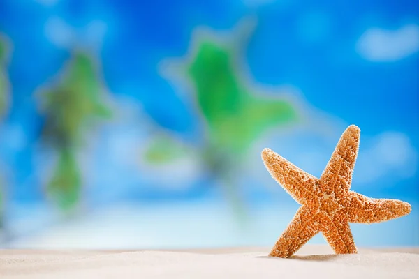 Estrela-do-mar com oceano, praia e paisagem marinha — Fotografia de Stock