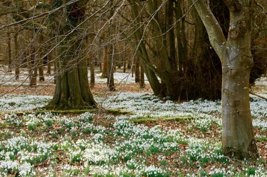 kardelen çiçeği kış orman kartpostal için mükemmel.