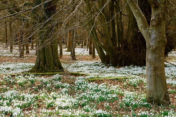 Snowdrop flowers in winter forest perfect for postcard — Stock Photo, Image