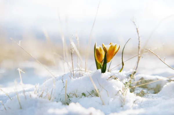 Nice snowdrop in high mountain valley with snow — Stock Photo, Image