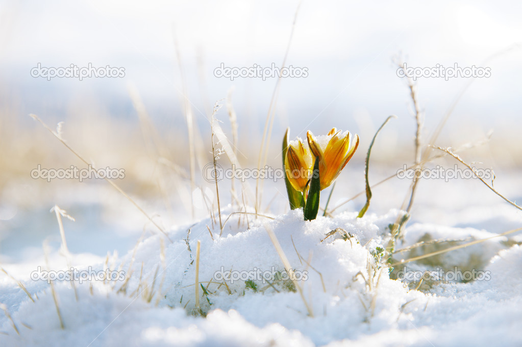 nice snowdrop in high mountain valley with snow