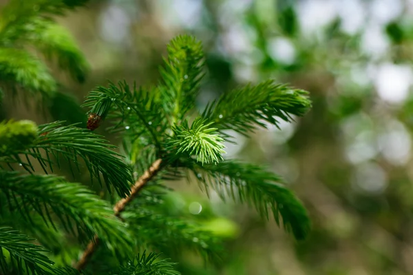 Coniferous tree branch with water drops. — Stock Photo, Image