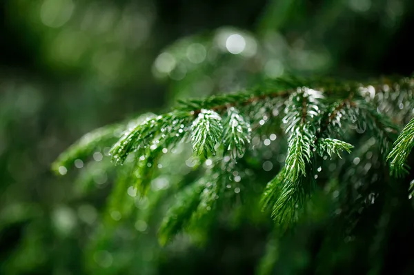 Coniferous tree branch with water drops.