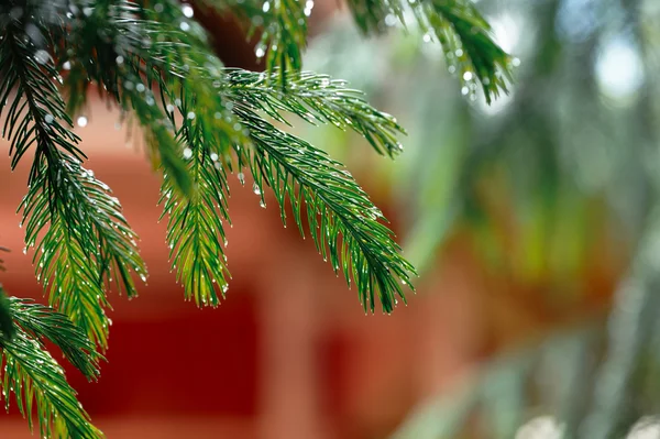 Coniferous tree branch with water drops. — Stock Photo, Image