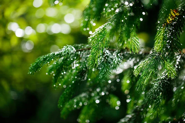Coniferous tree branch with water drops. — Stock Image Coniferous tree branch with water drops. Royalty Free Stock Images