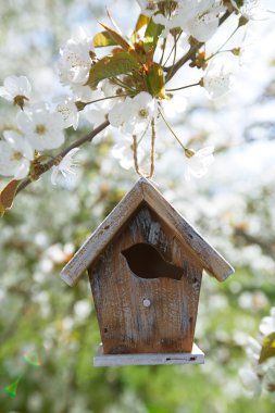 Bahar çiçeği kiraz çiçeği sakura ile küçük kuş yuvası