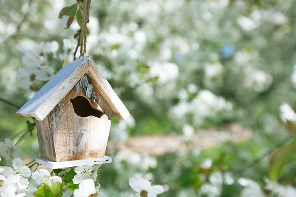 Pequeño pajarito en primavera con flor de cerezo sakura — Foto de Stock