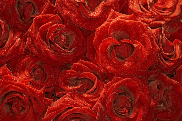 Fondo de rosas de terciopelo con gotas —  Fotos de Stock