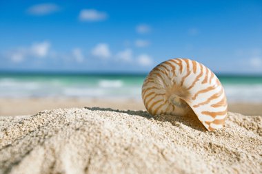 okyanus, plaj ve deniz manzarası, sığ dof Nautilus kabuğu