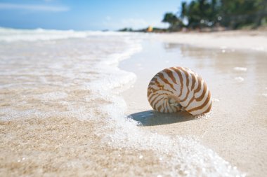 mavi deniz dalgası, sığ dof Nautilus kabuğu