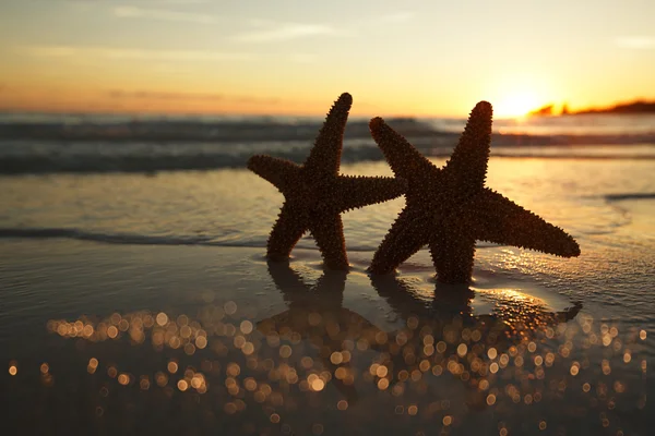 Estrella de mar Silhouette estrella de mar en la playa del amanecer, dof poco profundo — Foto de Stock