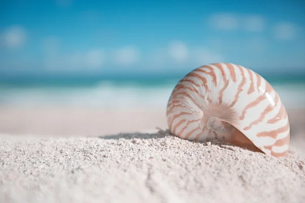 Concha de nautilus com oceano, praia e paisagem marinha, dof raso — Fotografia de Stock