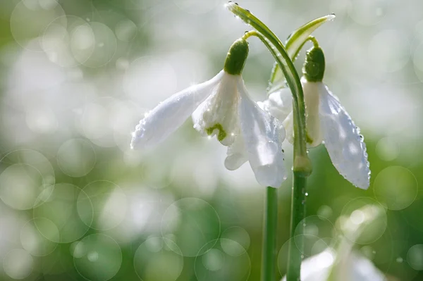 Dos hermosas flores de la gota de nieve enfoque suave, perfecto para postal — Foto de Stock