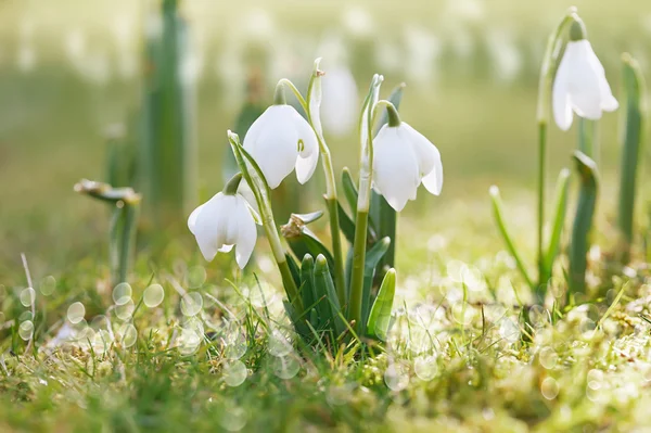 Flor de gota de neve na natureza com gotas de orvalho — Fotografia de Stock