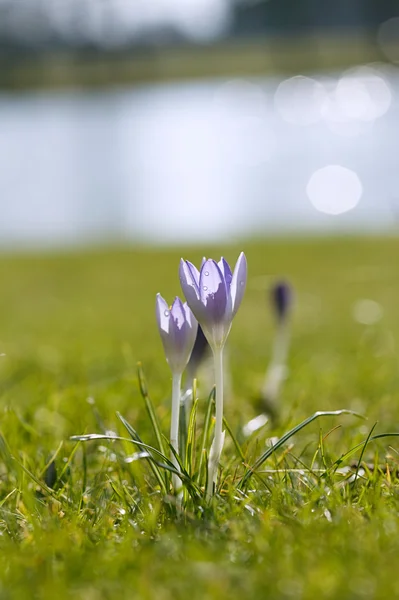 Fiore di croco in natura con gocce di rugiada — Foto Stock