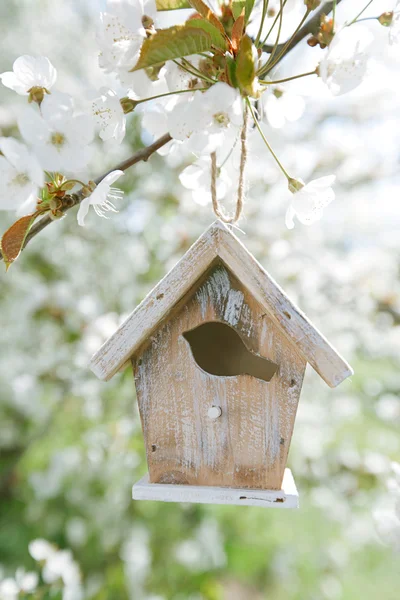 Casa de passarinho na primavera com flor flor de cereja sakura — Fotografia de Stock