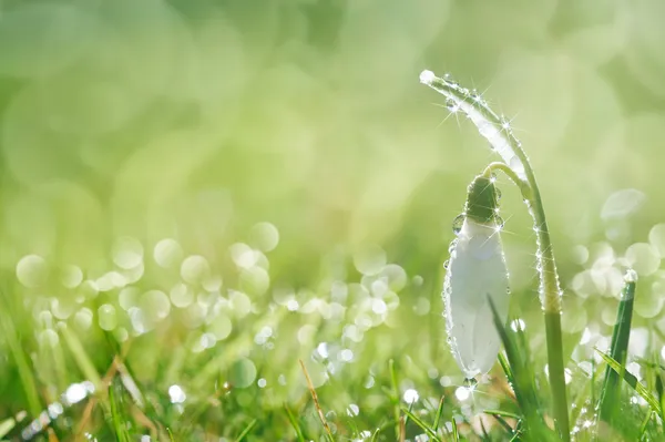 Foco suave brilhante da flor da gota de neve, perfeito para cartão postal — Fotografia de Stock