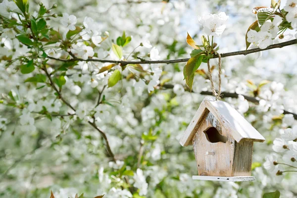 Trochę birdhouse wiosną z sakura kwiat wiśni kwiat — Zdjęcie stockowe