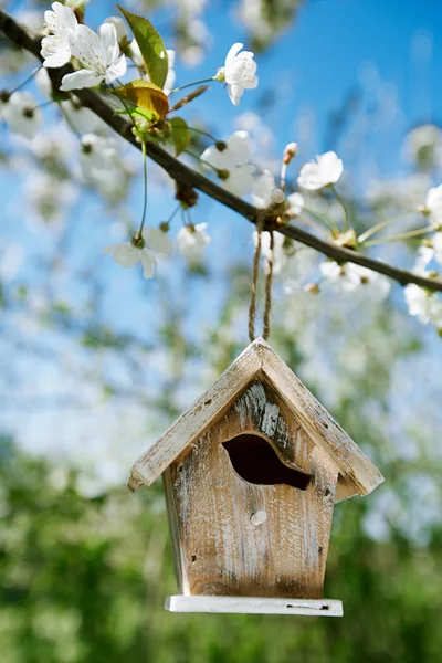 Little Birdhouse in Spring with blossom cherry flower sakura — Stock Photo, Image