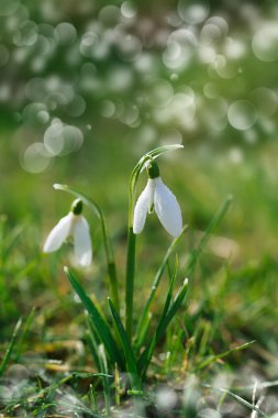 ışıltılı kardelen çiçek