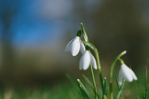 Glitzernde Schneeglöckchen-Blume — Stockfoto