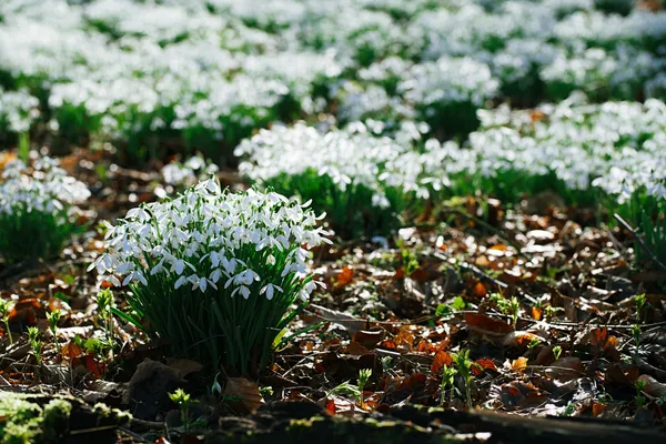 Flores de nieve — Foto de Stock