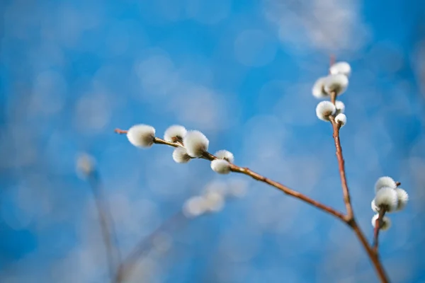 Pussy willow větve — Stock fotografie