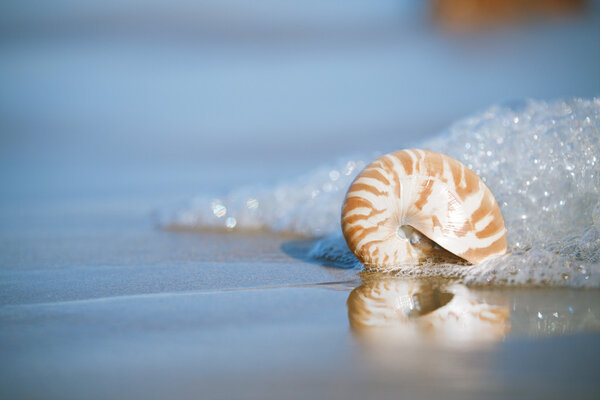 Nautilus sea shell