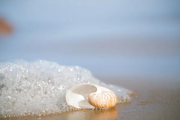 鹦鹉螺海贝壳 — 图库照片