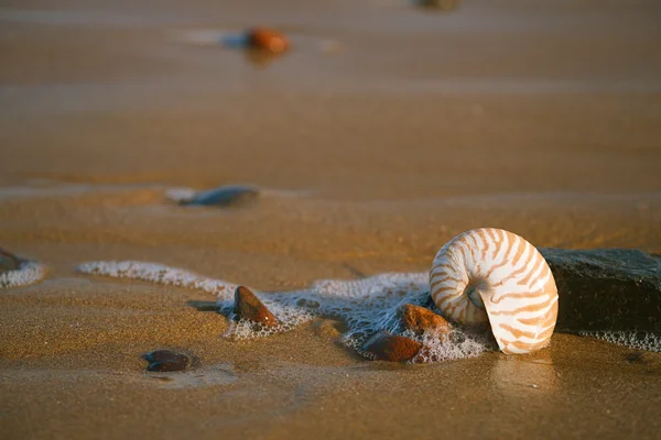 Nautilus sea shell — Stock Photo, Image
