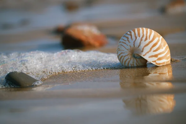 Conchas do mar de Nautilus — Fotografia de Stock