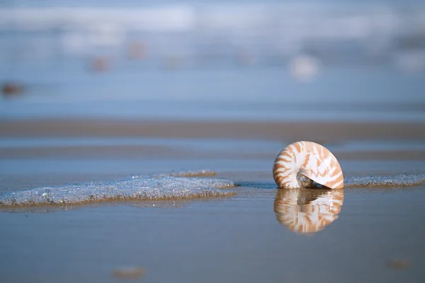 Nautilus sea shell — Stock Photo, Image